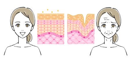 Illustration of Women's Faces, Beauty Concernsのイラスト素材