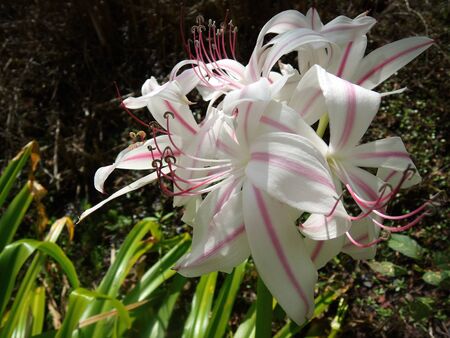 Closeup of a blossoming white/pink wild lily flower. Shot in sunny daylight.の写真素材
