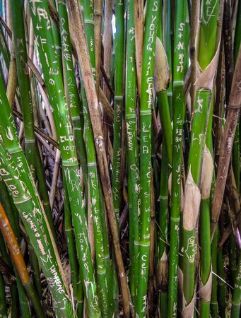 Bamboo stems engraved with names and tags, symbols of love and partnerships. Shot in daylight.の写真素材