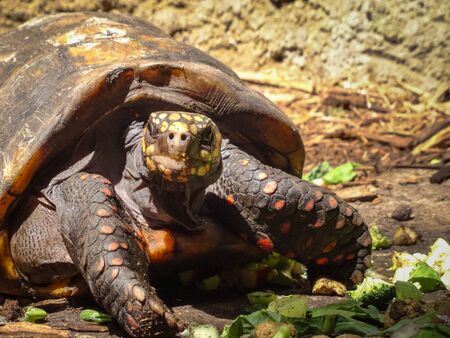 Closeup of hungry tortoise with beautiful sheel and yellow scales looking directly at camera. Sunny daylight shot of majestic reptile animal.の写真素材