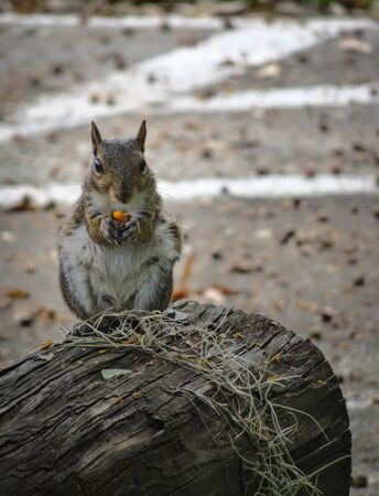 Portrait of curious, fluffy grey squirrel standing on top of tree stump and eating a nut while looking into camera. Shrubs around its mouth. Sandy background, daylight shotの写真素材
