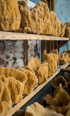 Two rows of natural orange sponges on display for purchase. Stacked on small shelves in Tarpon Springs, Florida. No people visible.の写真素材