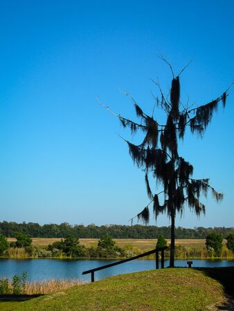 Silhouette of single tree covered in spanish moss on plantage hill throning over river in South Carolina, USA. Blue sky without clouds on sunny summer day. No people visible, copyspace.の写真素材