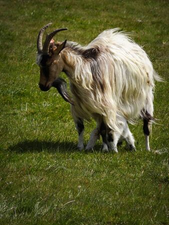 Icelandic white longhair goat with cute young lamb hiding under its mother. Both standing on green meadow. Windy yet sunny day, copyspace, no people.の写真素材