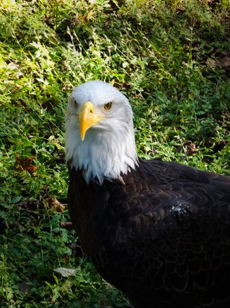 Beautiful portrait of bald eagle looking into the camera and standing on a green meadow. Majestic bird symbolizing pride and patriotism. Sunny day, no people, one animal.の写真素材
