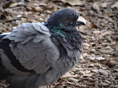 Closeup portrait of fluffy grey pigeon with beautiful orange eyes and shimmering neck feathers sitting in public park in Rome, Italy. Daylight shot.の写真素材