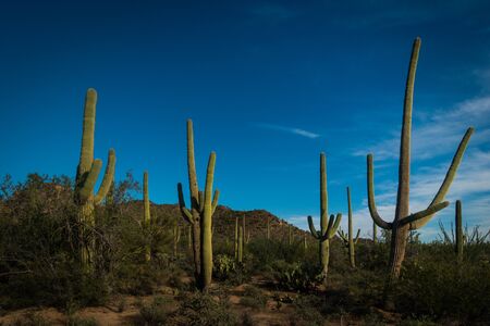 Various huge green saguaro cacti in Sonora desert near Tucson , Arizona. Sunny day, no people in Saguaro National Park. Copyspace.の写真素材