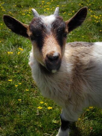 Closeup of cute brownish goat kid standing on green meadow and smiling into camera. Beautiful animal portrait of lovely cub. Sunny daylight.の写真素材