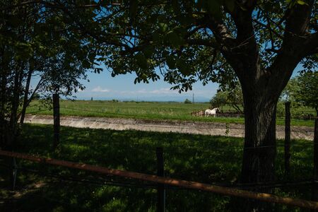 Landscape scene of rural italy near Grado with farms and horses in background. Trees framing picture, sunny summer day. No people visible.の写真素材