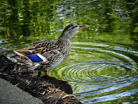 Female duck standing at small pond and drinking from water causing ripples. Closeup of bird, no people visible. Reflections in water.の写真素材