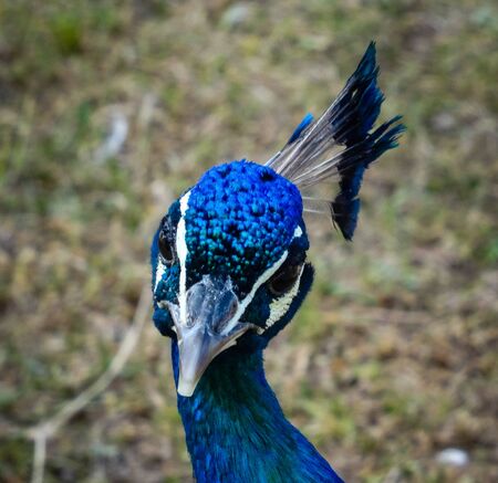 Closeup portrait of beautiful blue male peacock looking directly at camera. Daylight shot of proud bird with grass in backgroundの写真素材