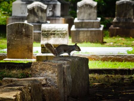 Wild grey squirrel standing on old tombstone at historic Oakland cemetery in Atlanta, Georgia. Sunny day with green grass and tree shadows. Blurry background. No people visible.の写真素材