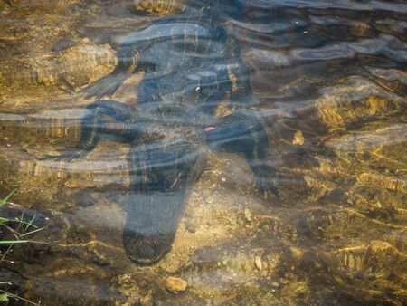 Adult alligator luring under clear water in Everglades National Park. Closeup of wild reptile with head and legs visible. No people.の写真素材