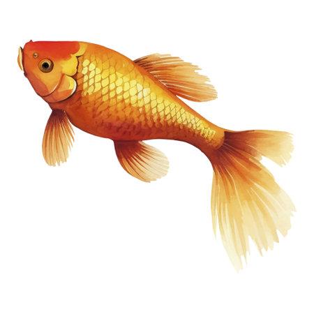 Watercolor hand painted Koi Fish Illustration. Japanese Style elements isolated on white backgroundのイラスト素材