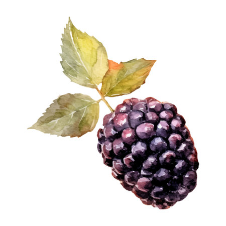 Watercolor Blackberries Illustration. Hand-drawn fresh food design element isolated on a white background.のイラスト素材