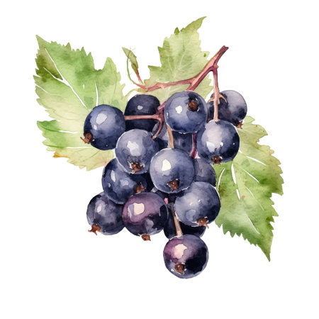 Watercolor Blackcurrants Illustration. Hand-drawn fresh food design element isolated on a white background.のイラスト素材