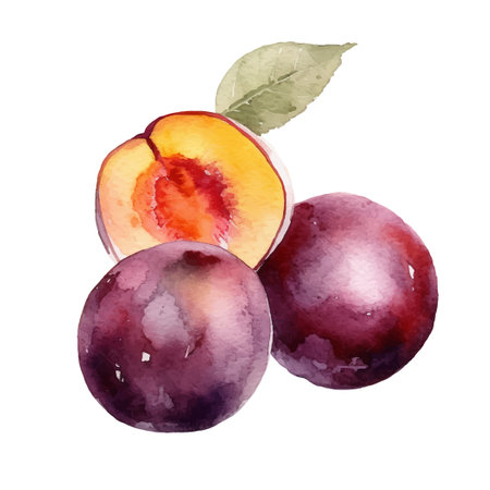 Watercolor Plum Illustration. Hand-drawn fresh food design element isolated on a white background.のイラスト素材