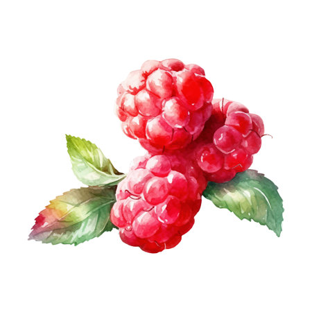 Watercolor Raspberry Illustration. Hand-drawn fresh food design element isolated on a white background.のイラスト素材