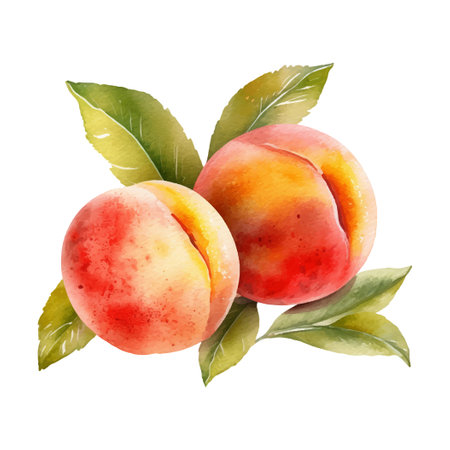 Watercolor Peach Illustration. Hand-drawn fresh food design element isolated on a white background.のイラスト素材