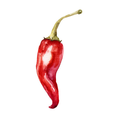 Watercolor Red chili pepper Illustration. Hand-drawn fresh food design element isolated on a white background.のイラスト素材