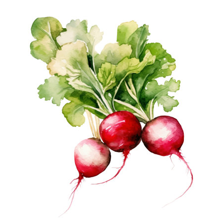 Watercolor Radish Illustration. Hand-drawn fresh food design element isolated on a white background.のイラスト素材