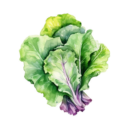 Watercolor Lettuce Illustration. Hand-drawn fresh food design element isolated on a white background.のイラスト素材
