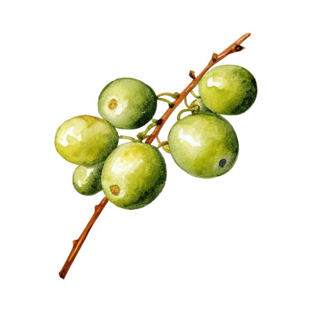 Watercolor Olives Illustration. Hand-drawn fresh food design element isolated on a white background.のイラスト素材