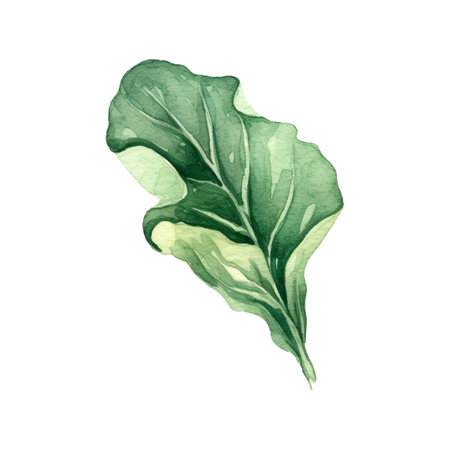 Watercolor salad leafs. Hand drawn fresh food design elements isolated on white background.の写真素材