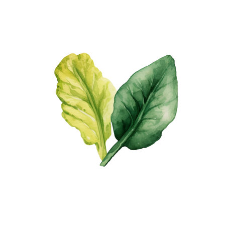 Watercolor salad leafs. Hand drawn fresh food design elements isolated on white background.