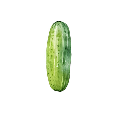 Watercolor Cucumber Illustration. Hand-drawn fresh food design element isolated on a white background.の写真素材