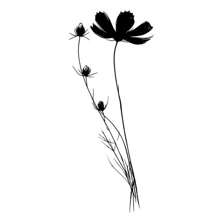 Beautiful cosmos flowers, floral botanical flower. Black and white engraved ink art. Isolated cosmos illustration element on white background.のイラスト素材