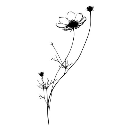Cosmos flower. Black and white vector illustration isolated on white background.のイラスト素材