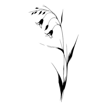 Vector grass floral botanical flowers. Wild spring leaf wildflower isolated. Black and white engraved ink art. Isolated grass illustration element on white background.のイラスト素材