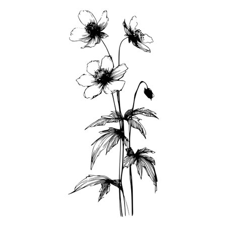 Anemone flower. Black and white engraved ink art. Isolated anemone illustration element on white background.のイラスト素材