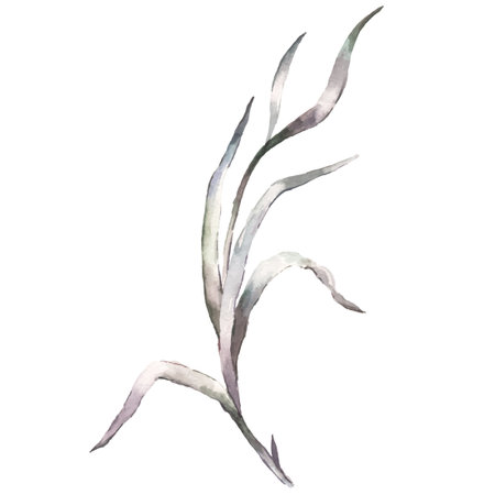 Hand Painted Watercolor Grass Blade Vector Illustration Botanical Element on White Backgroundのイラスト素材