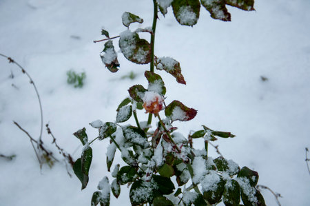 Snow on the leaves of a rose bush in the garden. Winter.の写真素材