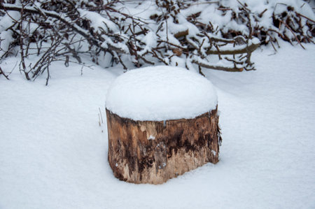 Wooden stump covered with snow in the forest. Winter landscape.の写真素材