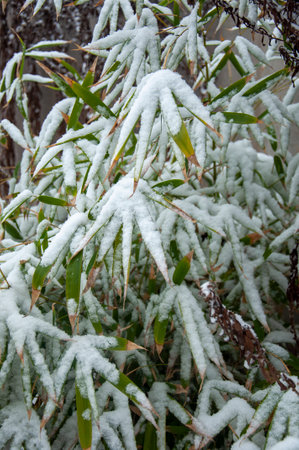 Bamboo leaves covered with snow in winter forest. Close up.の写真素材