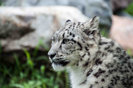 pensive white feline with grass and rocks background