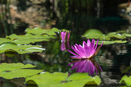 purple water lily reflecting in the water copy spaceの写真素材