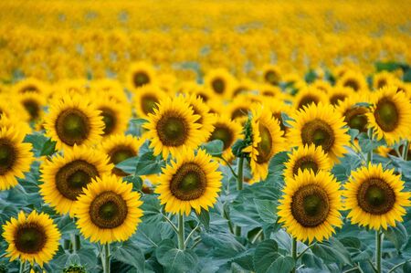 sunflower field tight cropの写真素材