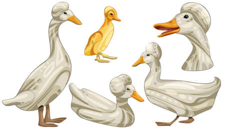 Crested Duckのイラスト素材