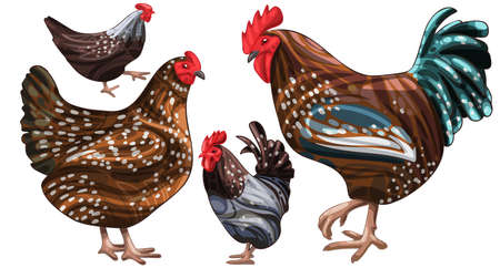 Speckled sussex chickenのイラスト素材