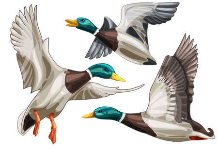 flying duckのイラスト素材