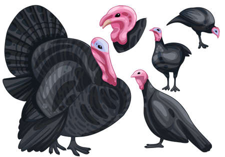 Set of hand drawn turkey The breed of Norfolk black turkey