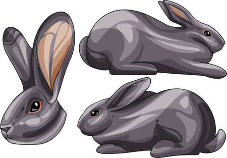 A set of cartoon drawn animals. Rabbit breed of American.のイラスト素材