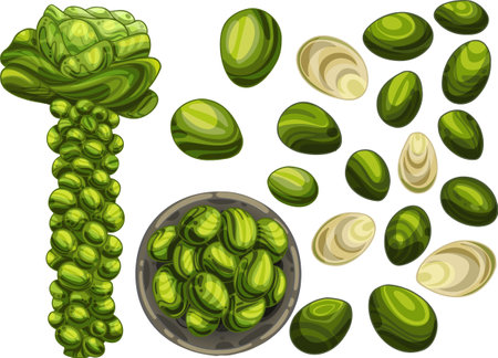 Brussels sprouts in different angles. A bush with growing vegetables. Baked cabbage and fresh in a bowl. Drawn in a group and in a section, vector illustrationのイラスト素材