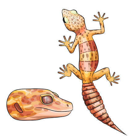 Vector illustration of an eublepharis Leopard gecko Bell Albinoのイラスト素材