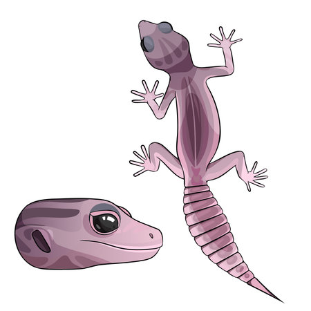 Vector illustration of an eublepharis leopard gecko Blizzardのイラスト素材