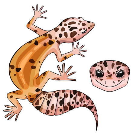 Vector illustration of an eublepharis leopard gecko White and yellowのイラスト素材